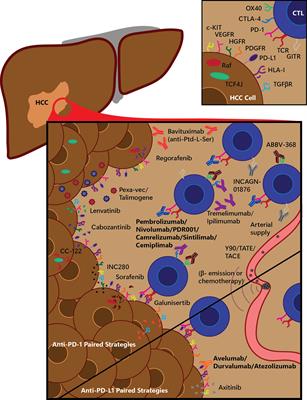 The Role of Immune Checkpoint Blockade in the Hepatocellular Carcinoma: A Review of Clinical Trials